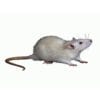 Kids Mouse - Rubber prank toy Kids