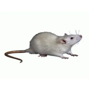 Kids Mouse - Rubber prank toy Kids